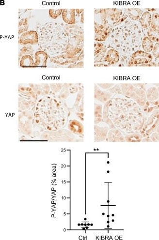 YAP1 Antibody - BSA Free