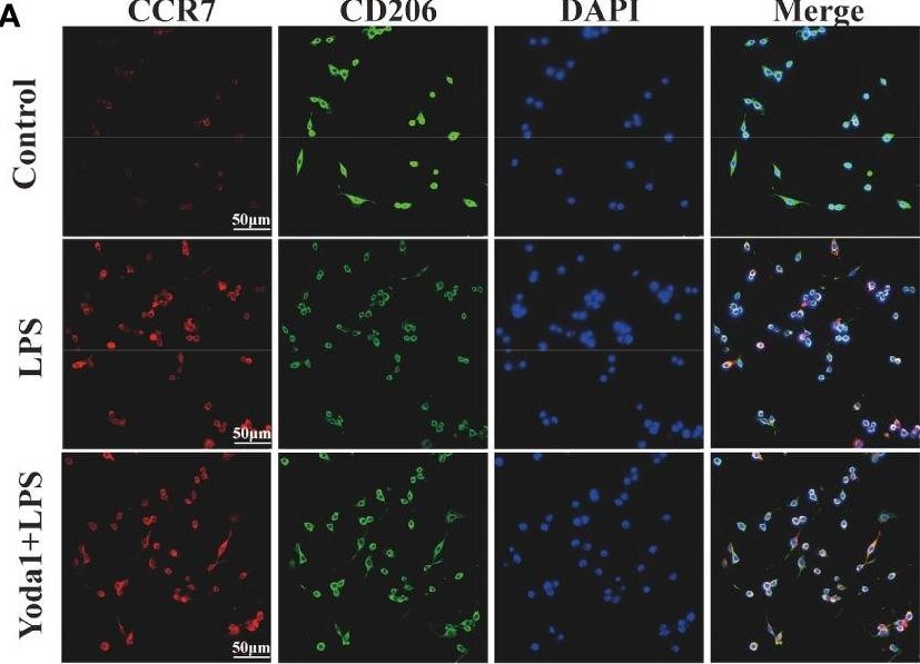 CCR7 Antibody