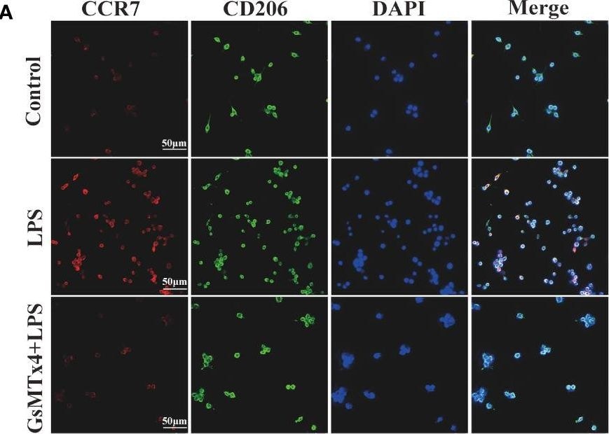 CCR7 Antibody