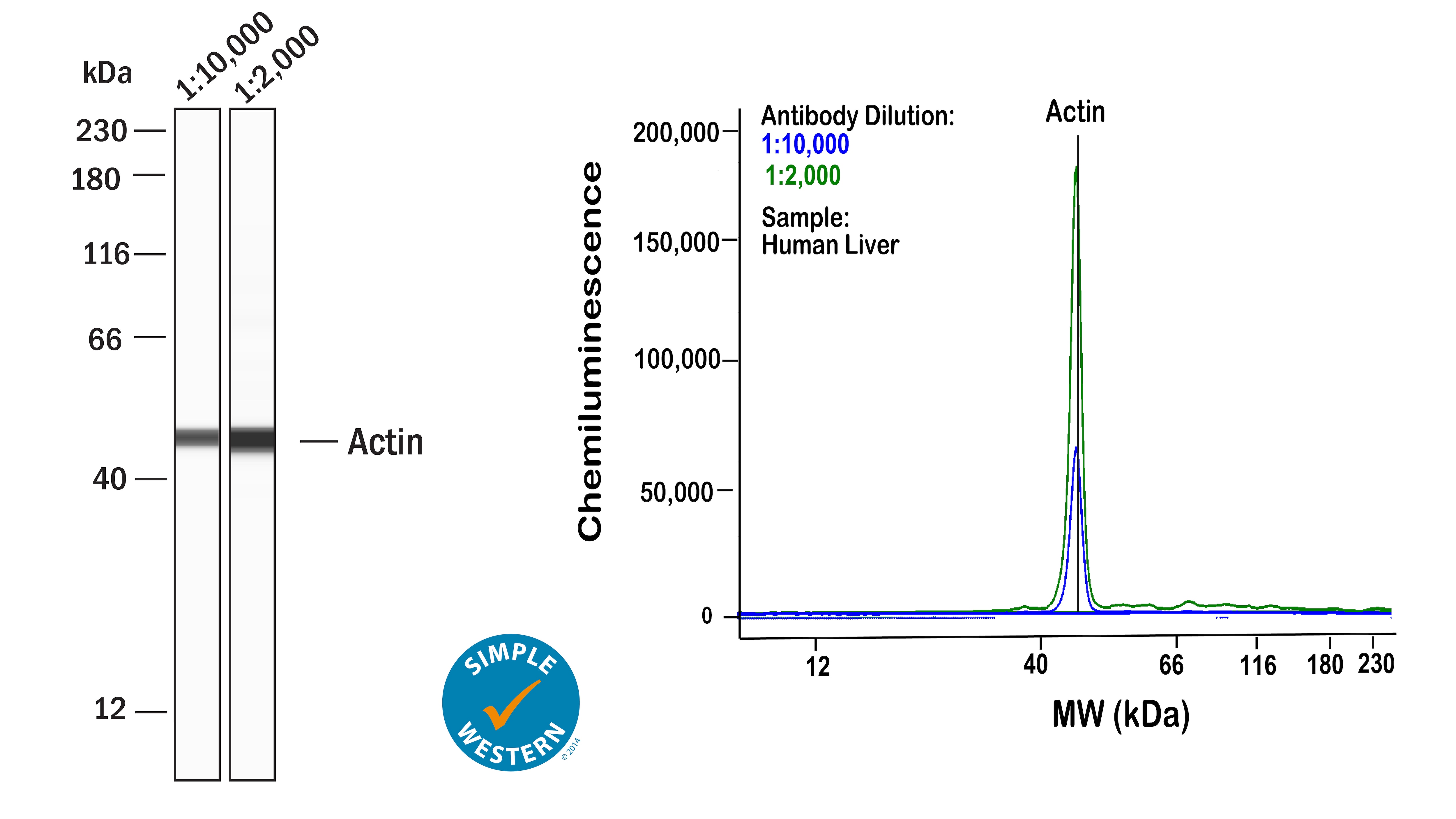 Actin Antibody (mAbGEa) - BSA Free
