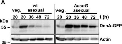 Actin Antibody (mAbGEa)