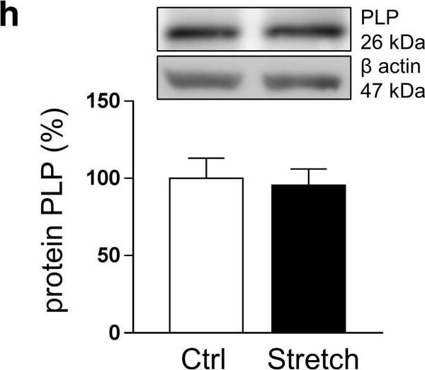 Myelin PLP Antibody