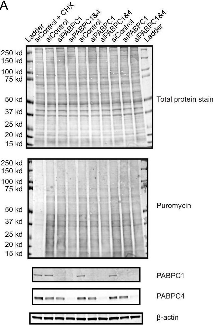 PABPC4 Antibody