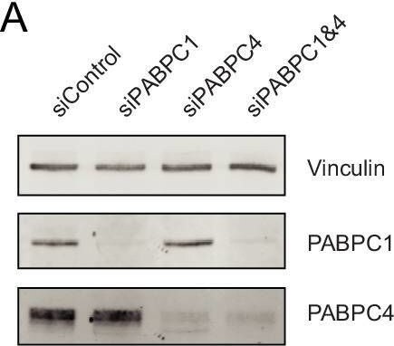 PABPC4 Antibody