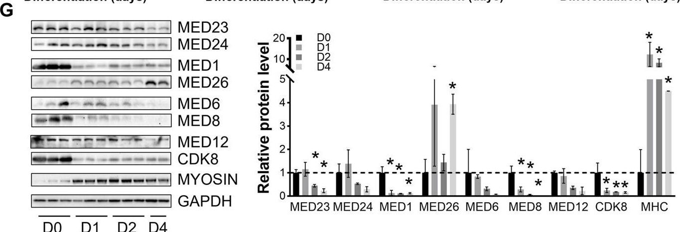 MED24 Antibody - BSA Free