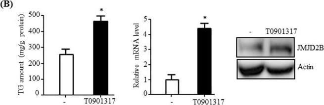JMJD2B Antibody