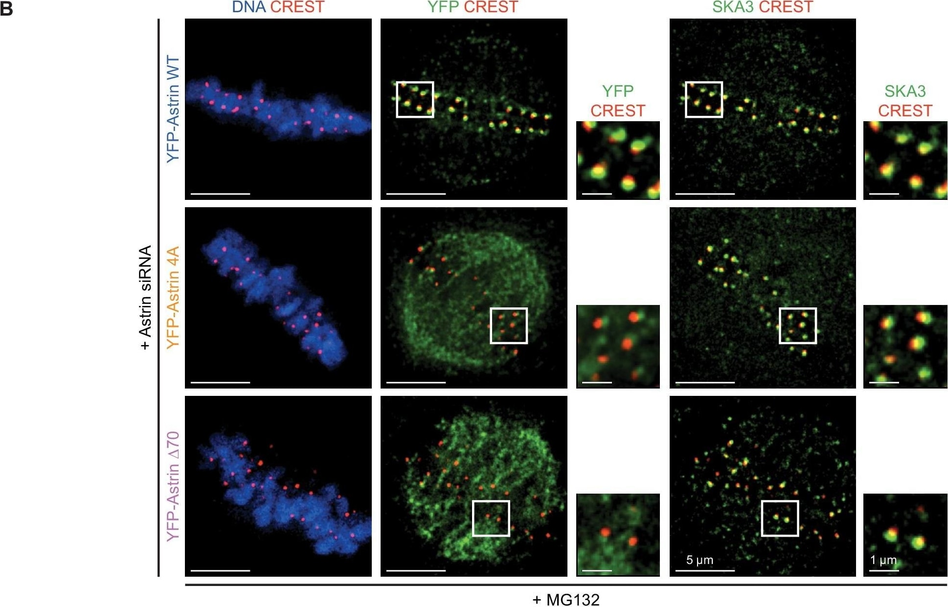 Astrin Antibody - BSA Free