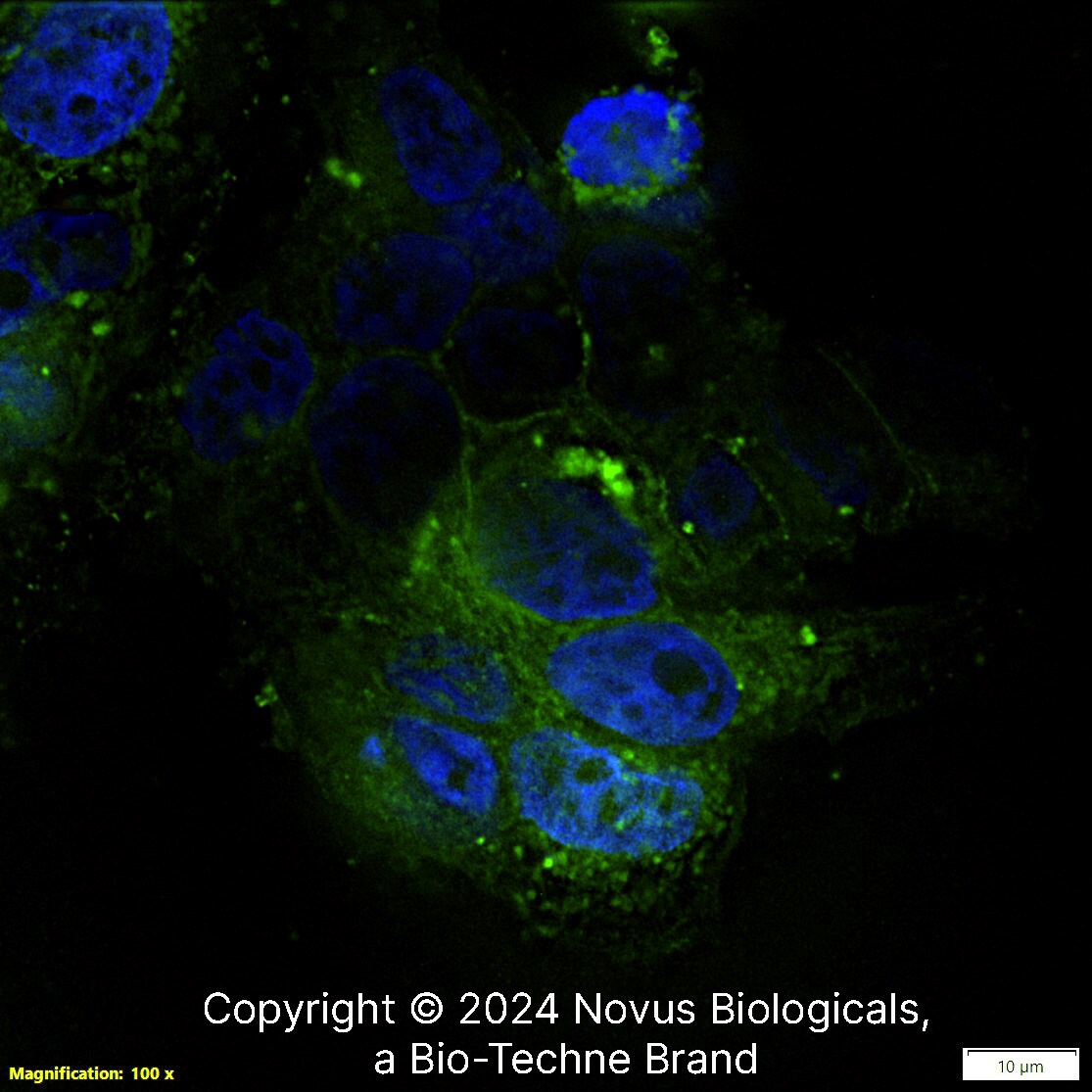 CD24 Antibody (ML5) [FITC]
