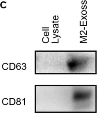 CD63 Antibody (MEM-259) - BSA Free
