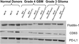 CD63 Antibody (MEM-259) - BSA Free