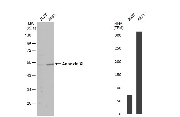 Annexin A11 Antibody - BSA Free