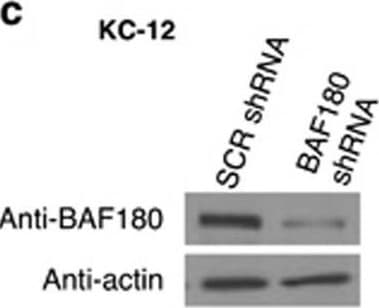 BAF180/PB1 Antibody - BSA Free