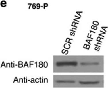 BAF180/PB1 Antibody - BSA Free