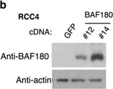 BAF180/PB1 Antibody - BSA Free