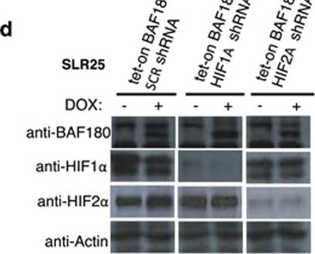 BAF180/PB1 Antibody - BSA Free