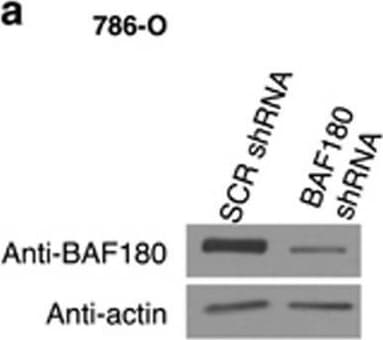 BAF180/PB1 Antibody - BSA Free