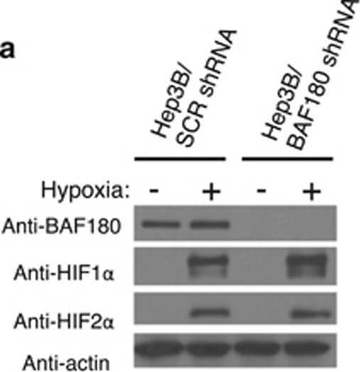 BAF180/PB1 Antibody - BSA Free