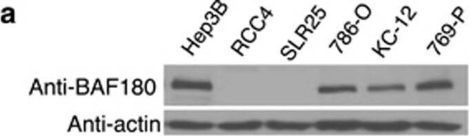BAF180/PB1 Antibody - BSA Free