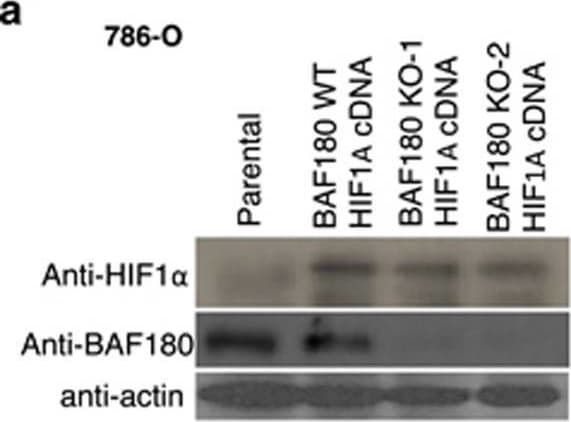 BAF180/PB1 Antibody - BSA Free