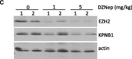 KPNA3 Antibody