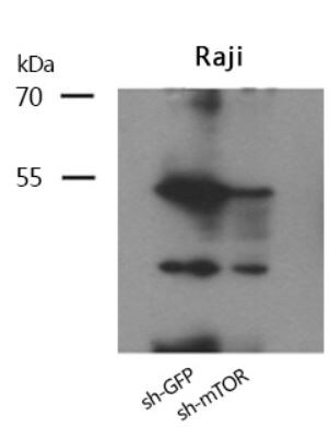 CaM Kinase II alpha Antibody