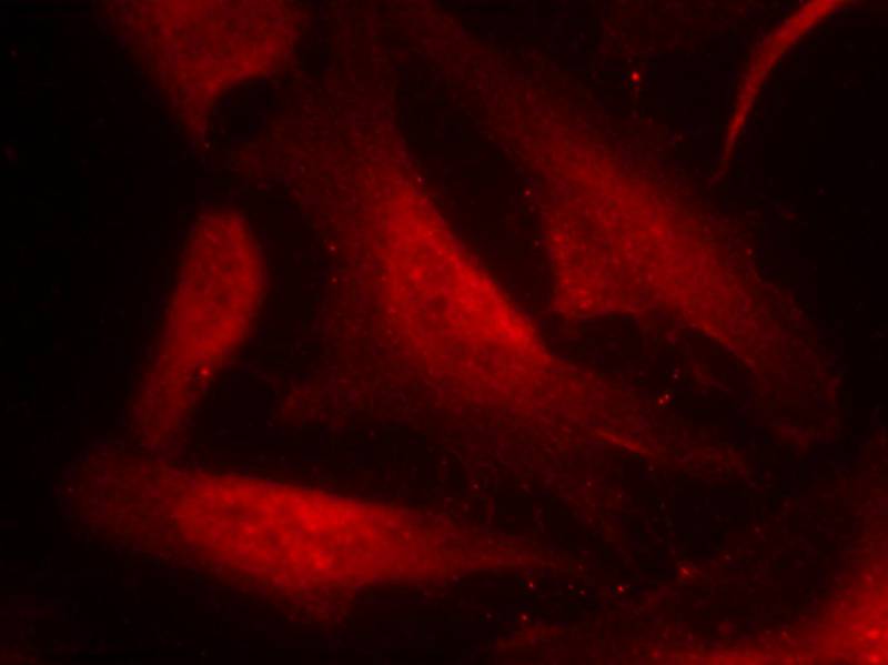 CDC25C [p Ser216] Antibody - BSA Free