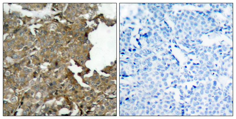 Cofilin Antibody - BSA Free