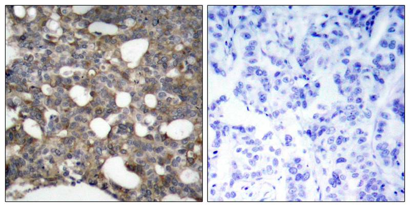 Connexin 43/GJA1 Antibody - BSA Free