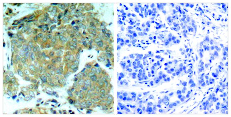 eIF2A [p Ser51] Antibody