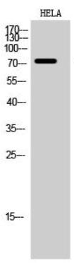 FOXO3 [p Ser253] Antibody