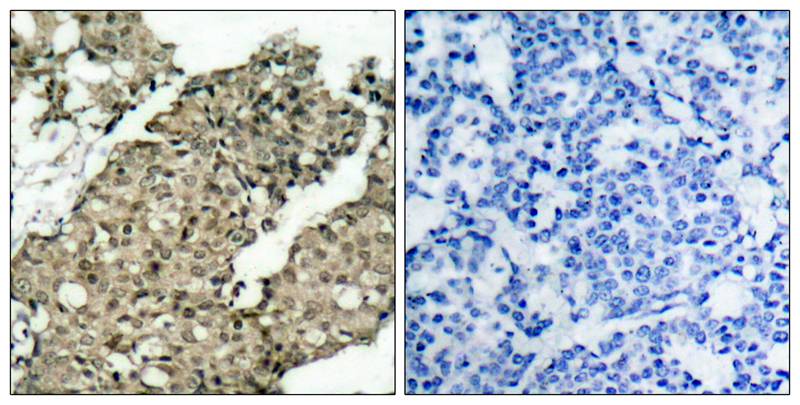 G3BP1 [p Ser232] Antibody - BSA Free