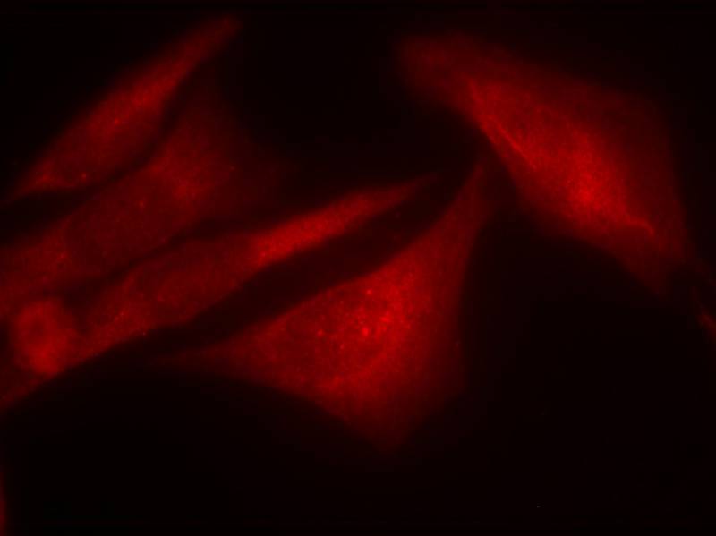 G3BP1 [p Ser232] Antibody - BSA Free