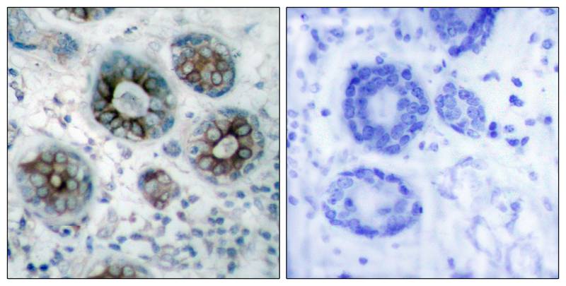 GAP-43 Antibody - BSA Free