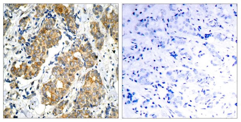 GSK-3 alpha Antibody - BSA Free