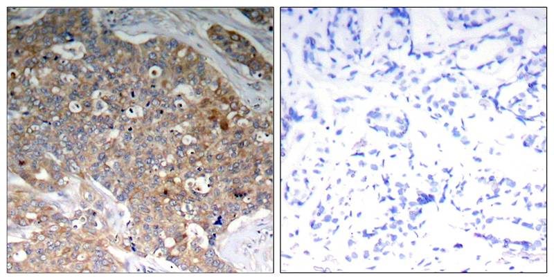 GSK-3 beta [p Tyr279, p Tyr216] Antibody - BSA Free