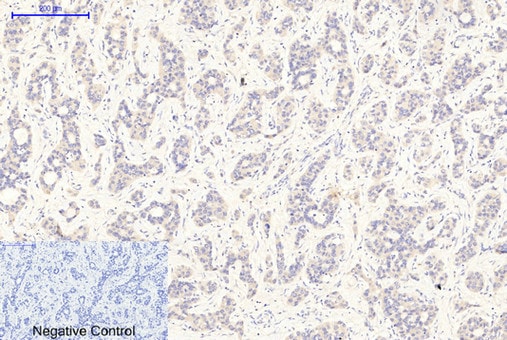 GSK-3 beta [p Tyr279, p Tyr216] Antibody