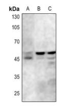 GSK-3 beta [p Tyr279, p Tyr216] Antibody