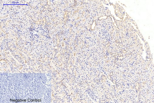 GSK-3 beta [p Tyr279, p Tyr216] Antibody