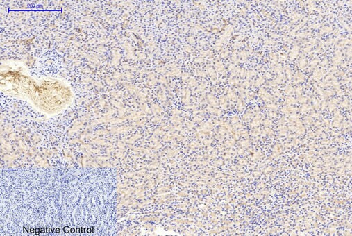 GSK-3 beta [p Tyr279, p Tyr216] Antibody