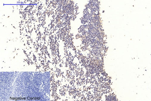 GSK-3 beta [p Tyr279, p Tyr216] Antibody