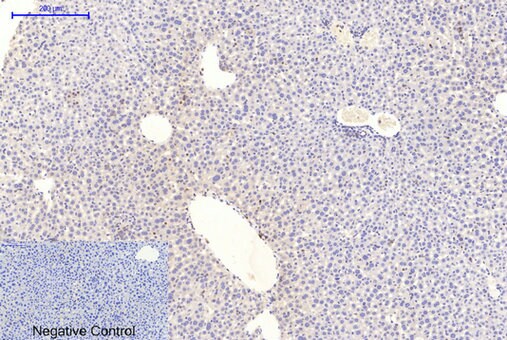 GSK-3 beta [p Tyr279, p Tyr216] Antibody