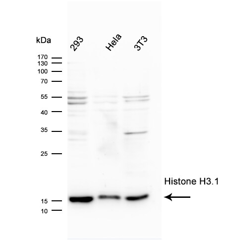 Histone H3.1 Antibody