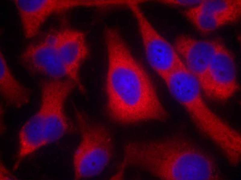 IRS1 Antibody - BSA Free
