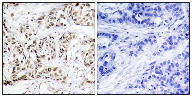 JNK1 [p Thr183] Antibody - BSA Free