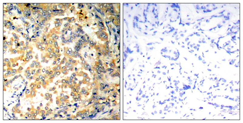 NFkB p100/p52 Antibody - BSA Free