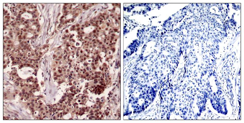 NFkB p105/p50 [p Ser927] Antibody - BSA Free