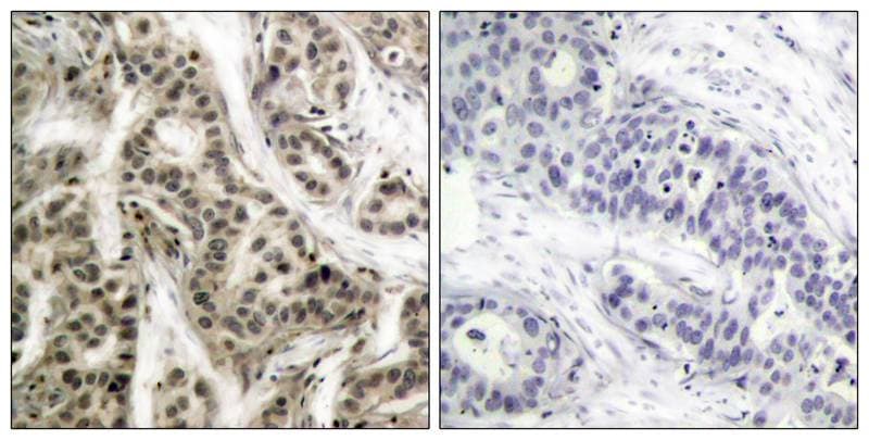 NFkB p105/p50 [p Ser337] Antibody - BSA Free