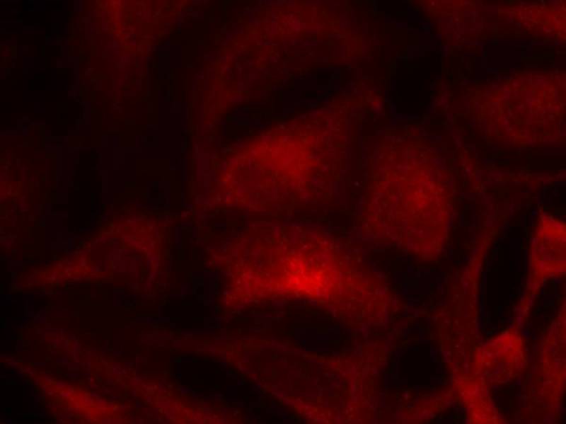 Rac1 Antibody - BSA Free