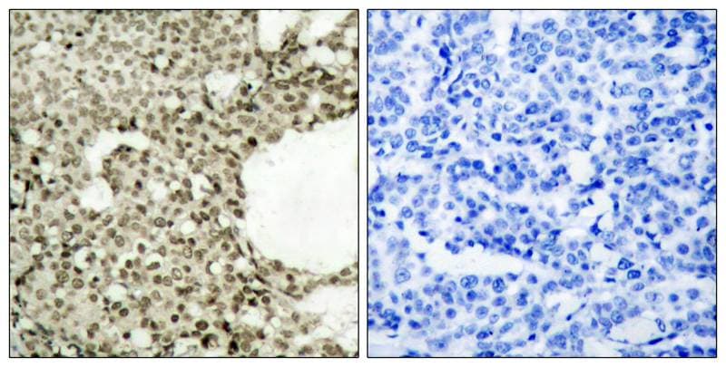 STAT1 [p Ser727] Antibody - BSA Free