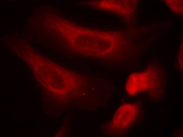 STAT1 [p Ser727] Antibody - BSA Free